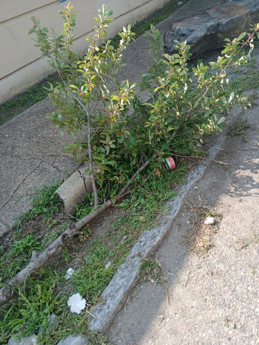 Photographic documentation of the work as submitted to the city's 311 record.