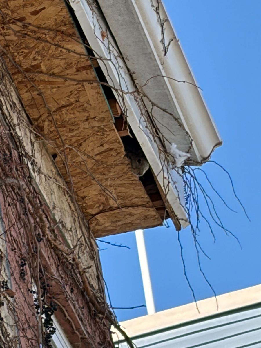 Photographic documentation of the work as submitted to the city's 311 record.