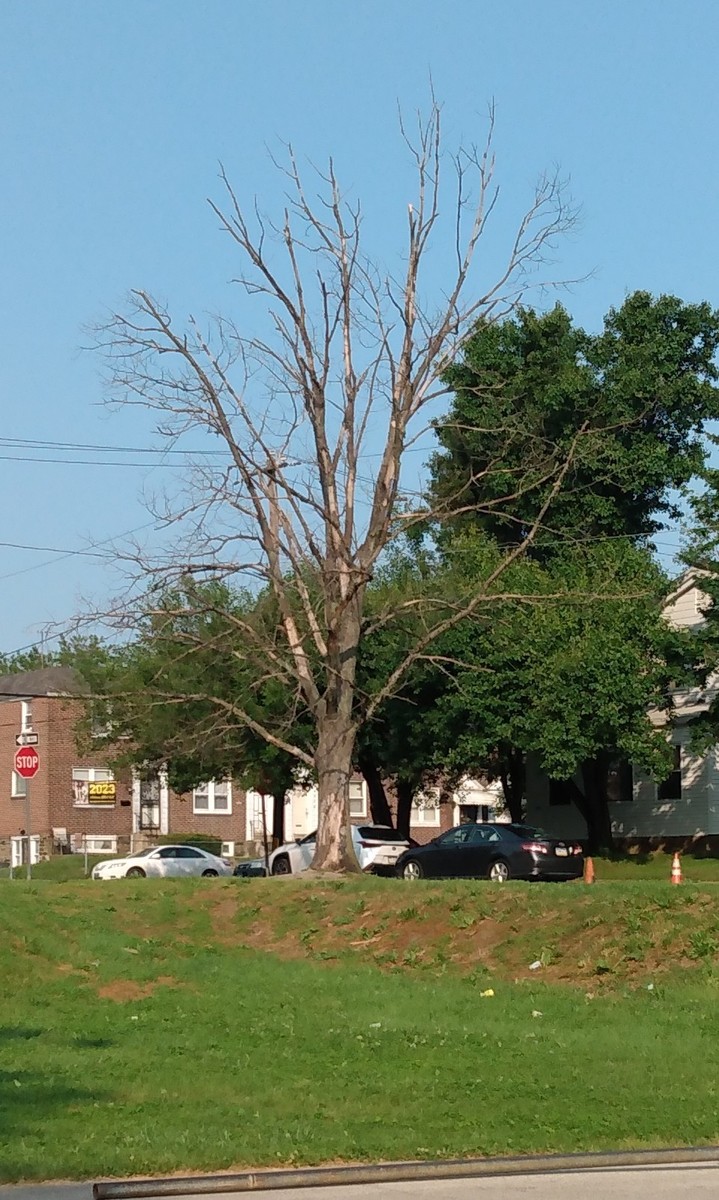 Photographic documentation of the work as submitted to the city's 311 record.