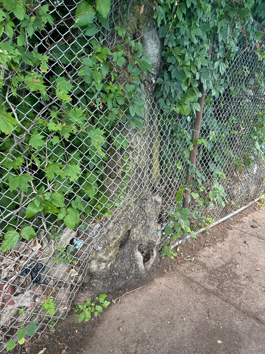 Photographic documentation of the work as submitted to the city's 311 record.