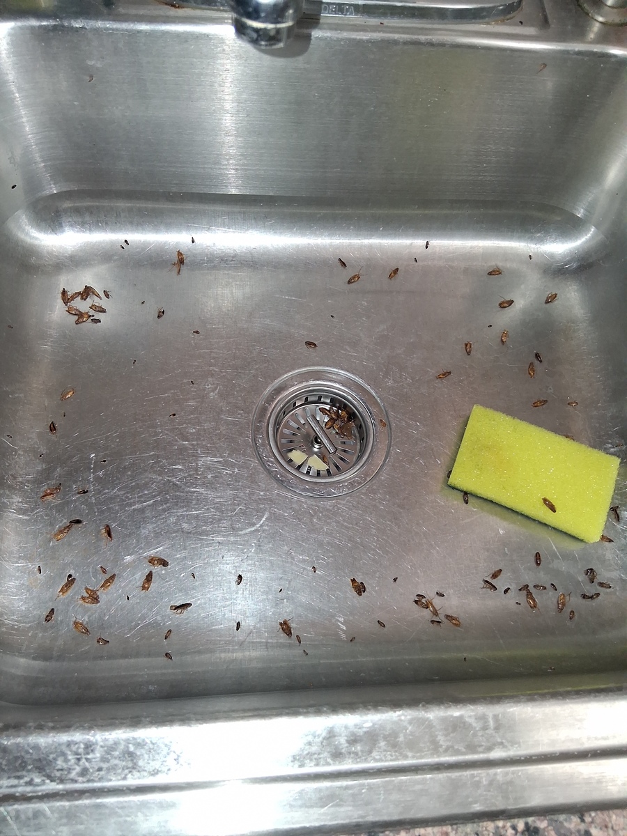 Photographic documentation of the work as submitted to the city's 311 record.