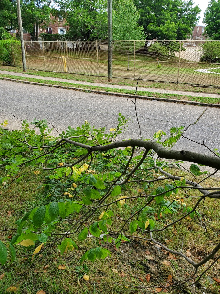 Photographic documentation of the work as submitted to the city's 311 record.