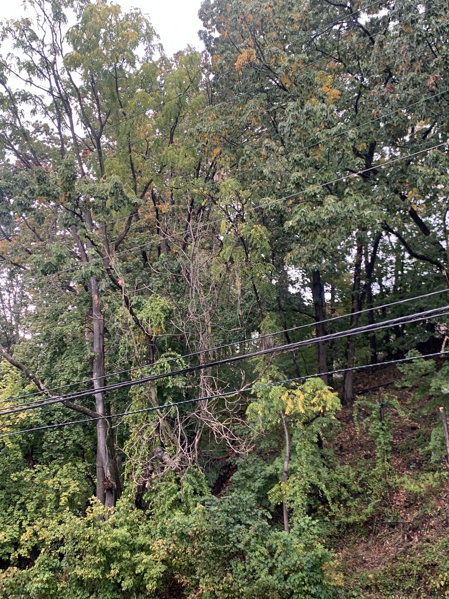 Photographic documentation of the work as submitted to the city's 311 record.