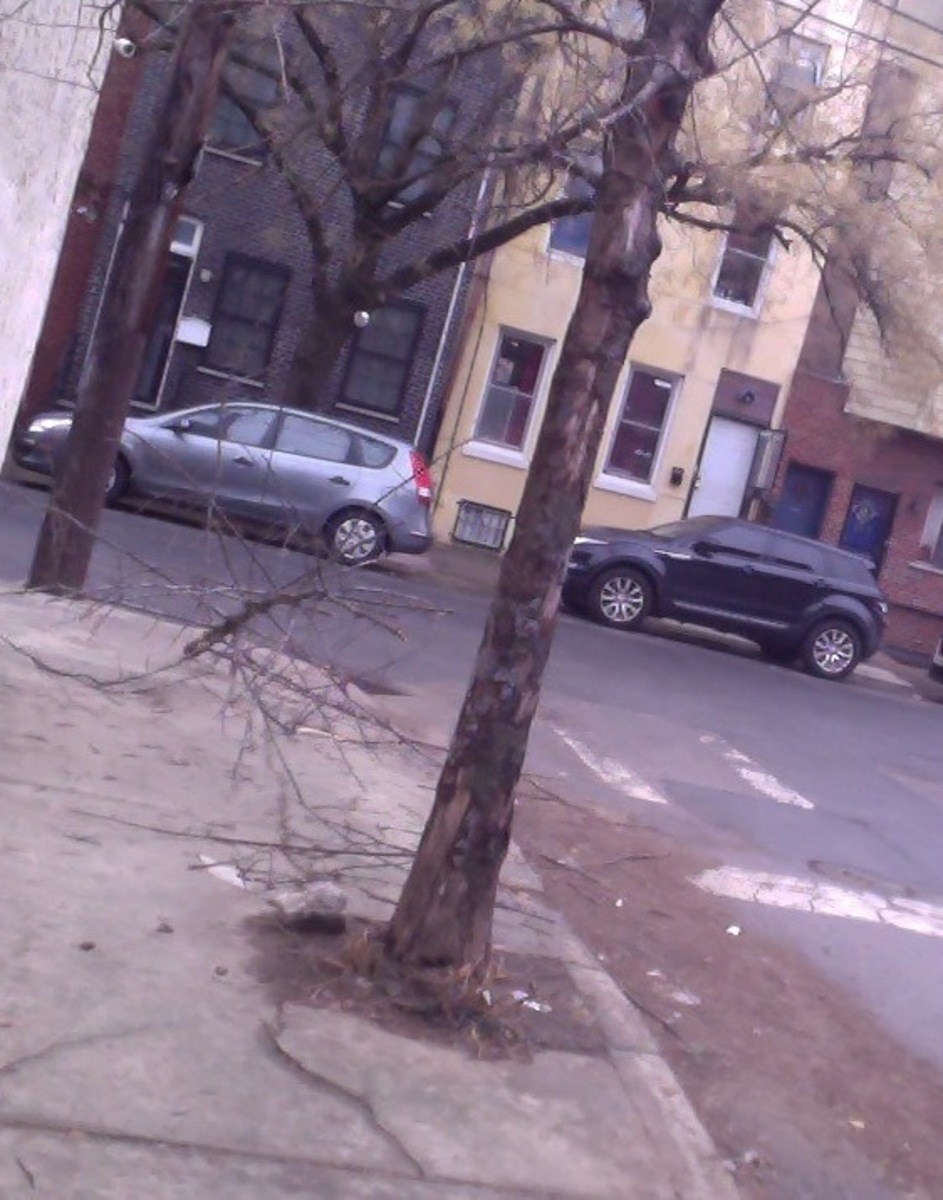 Photographic documentation of the work as submitted to the city's 311 record.