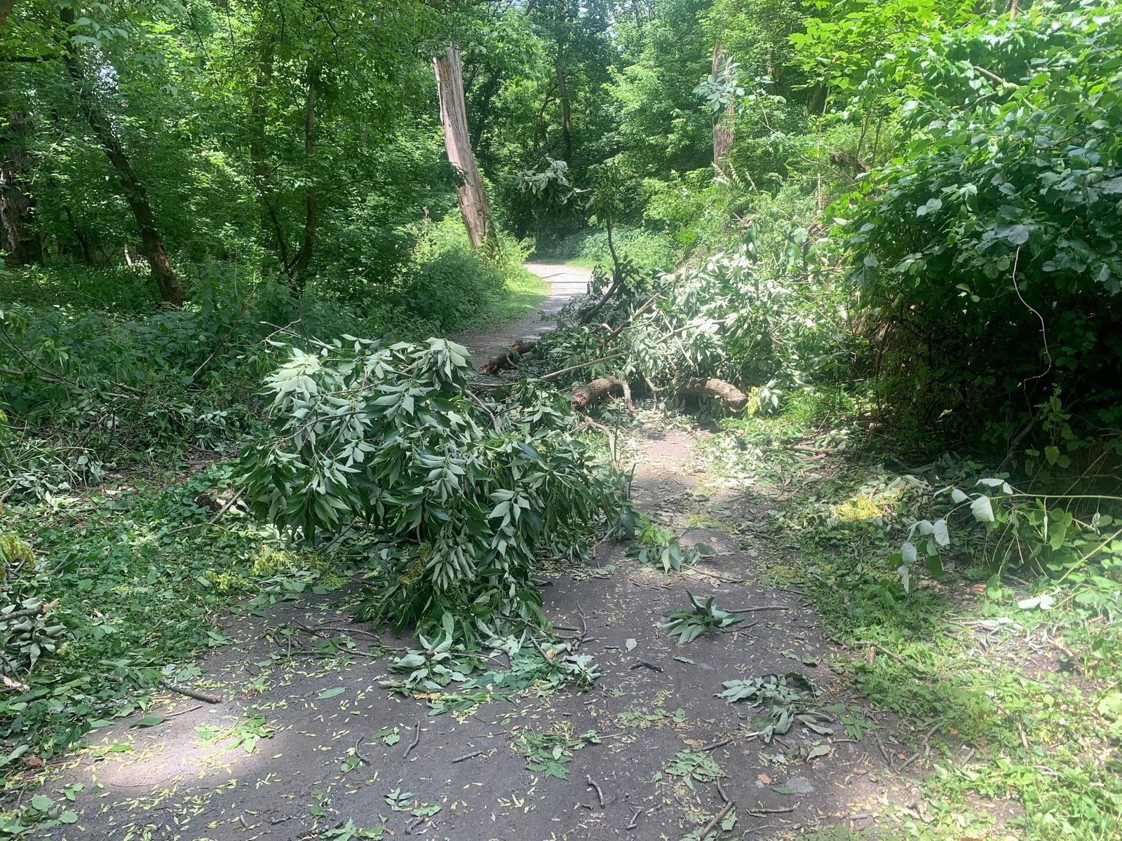 Photographic documentation of the work as submitted to the city's 311 record.