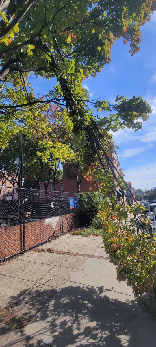 Photographic documentation of the work as submitted to the city's 311 record.