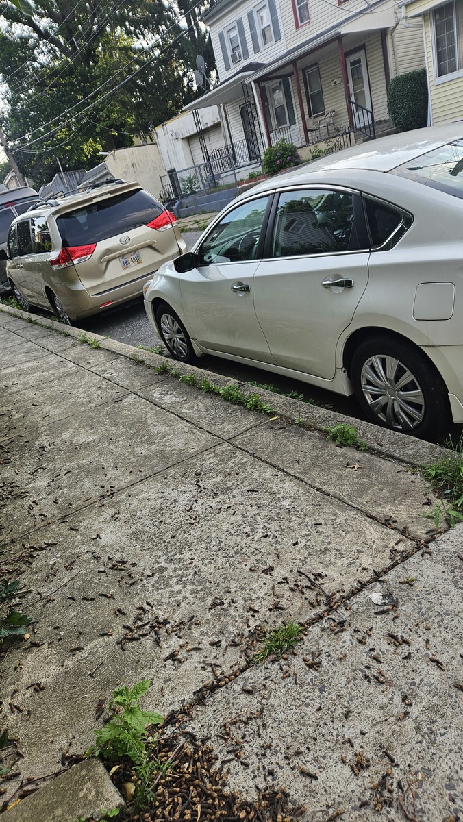 Photographic documentation of the work as submitted to the city's 311 record.