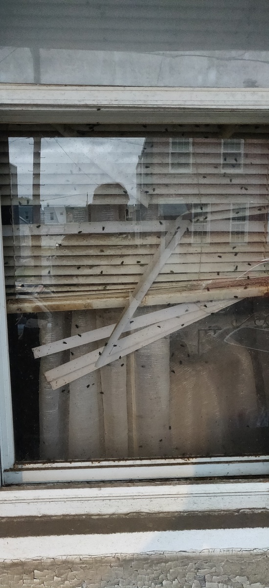 Photographic documentation of the work as submitted to the city's 311 record.