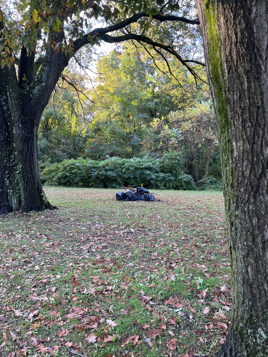 Photographic documentation of the work as submitted to the city's 311 record.
