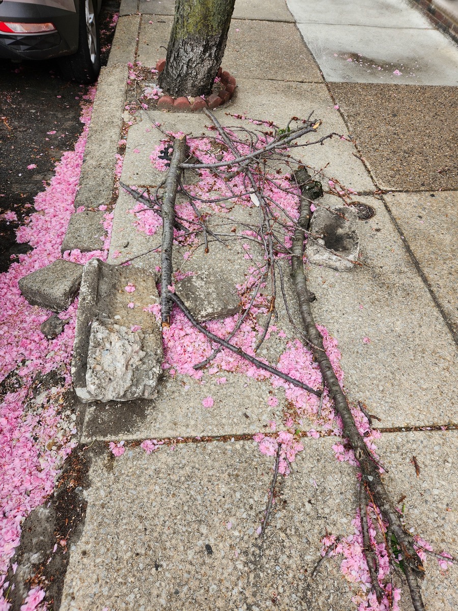 Photographic documentation of the work as submitted to the city's 311 record.