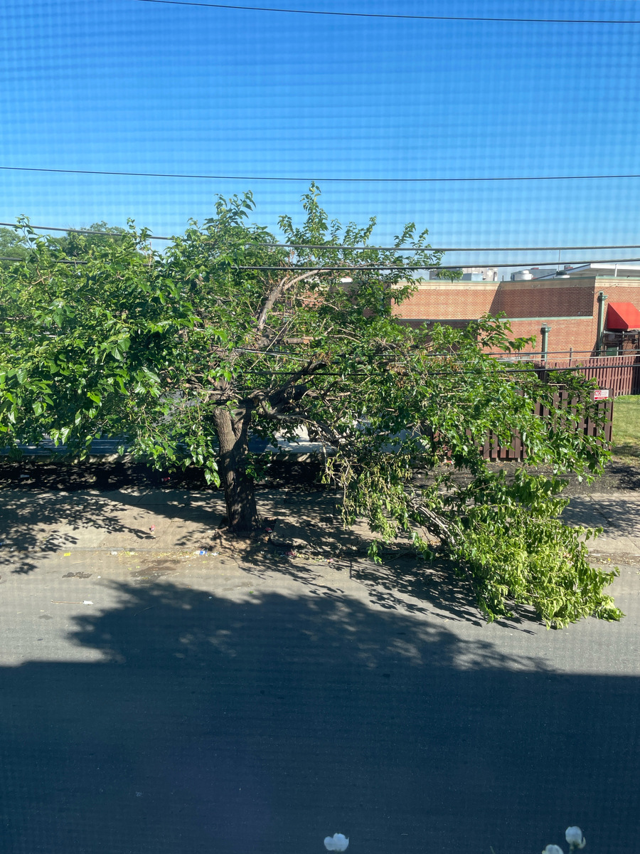 Photographic documentation of the work as submitted to the city's 311 record.