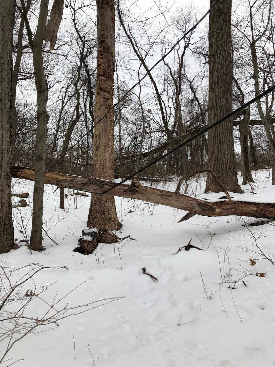Photographic documentation of the work as submitted to the city's 311 record.