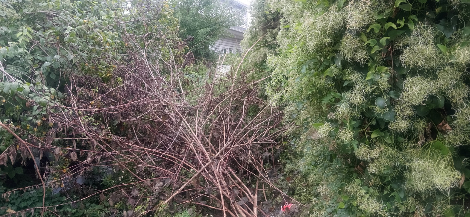 Photographic documentation of the work as submitted to the city's 311 record.