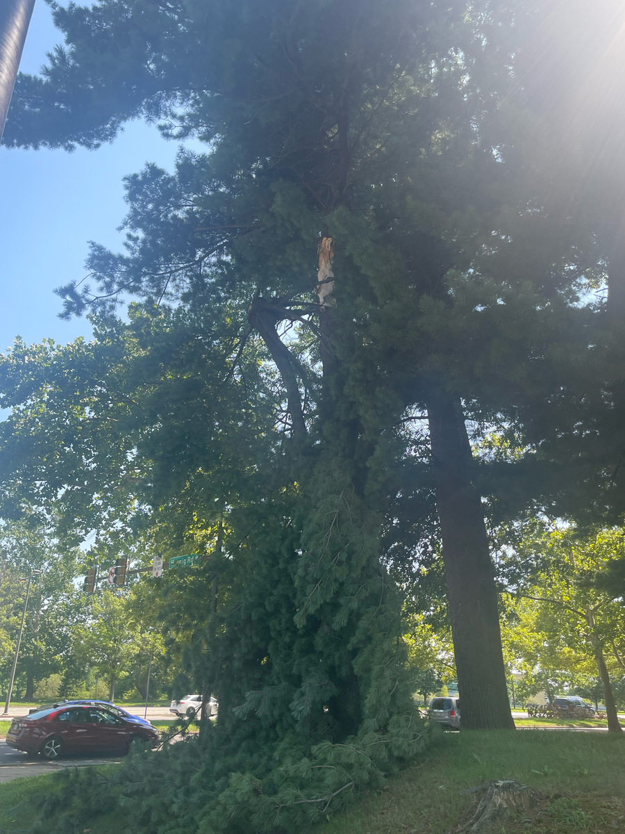 Photographic documentation of the work as submitted to the city's 311 record.