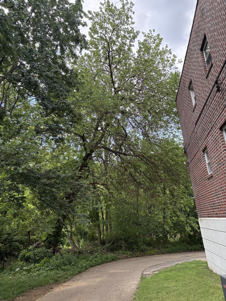 Photographic documentation of the work as submitted to the city's 311 record.