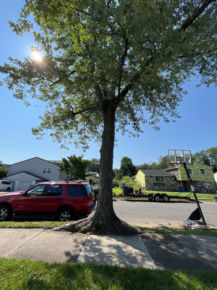 Photographic documentation of the work as submitted to the city's 311 record.