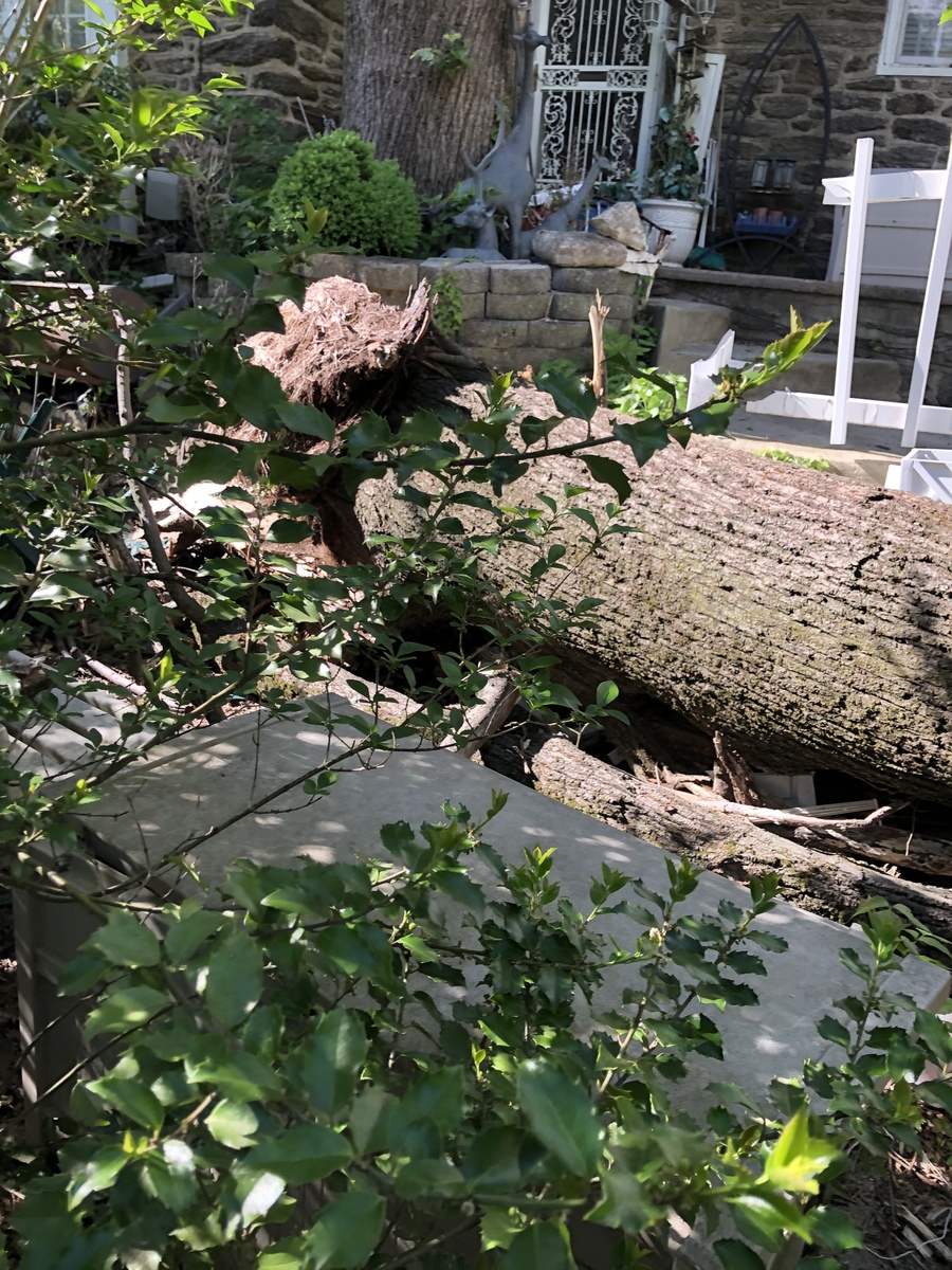 Photographic documentation of the work as submitted to the city's 311 record.