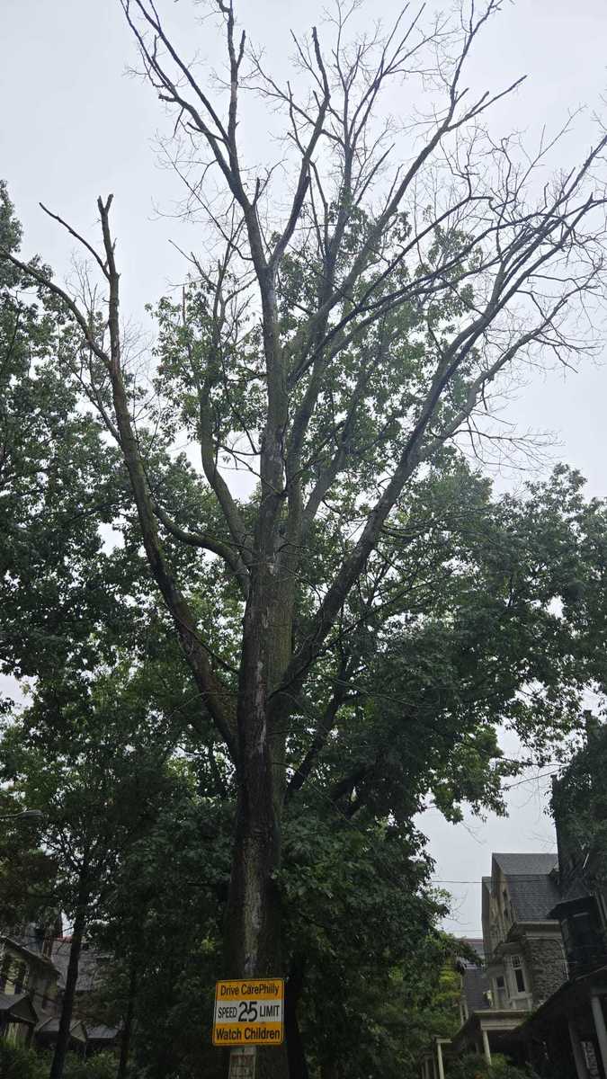 Photographic documentation of the work as submitted to the city's 311 record.
