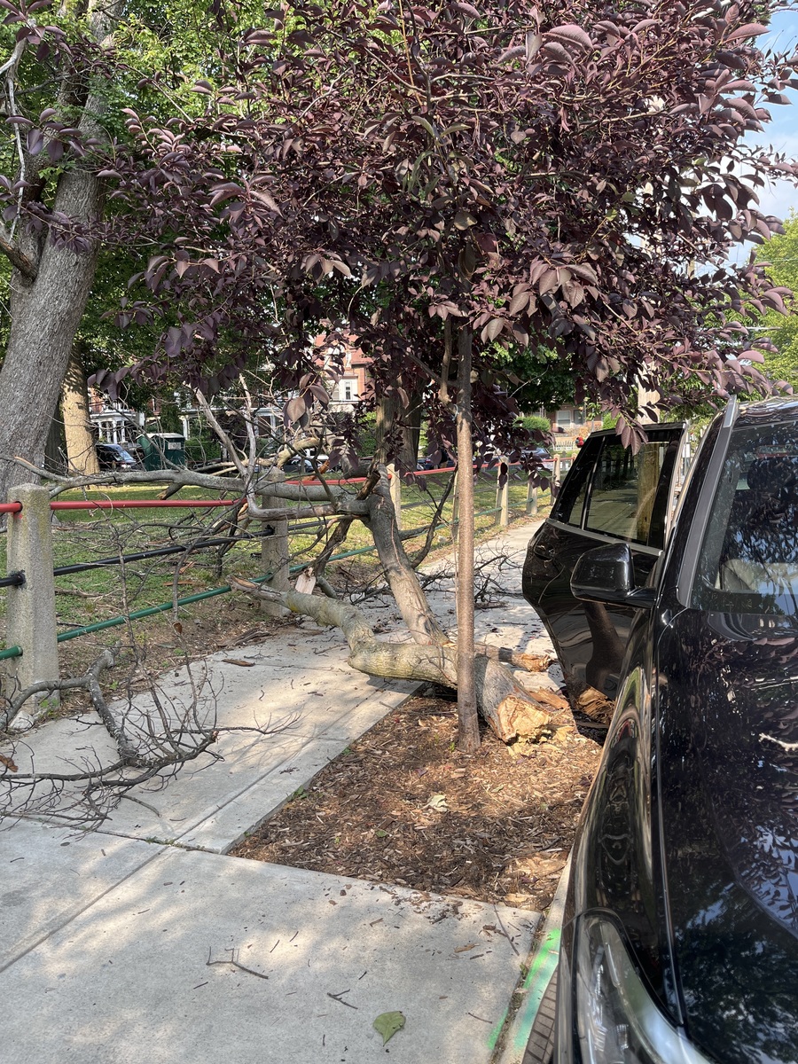 Photographic documentation of the work as submitted to the city's 311 record.
