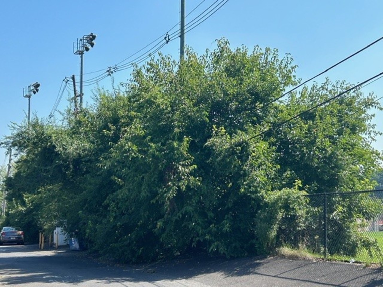 Photographic documentation of the work as submitted to the city's 311 record.