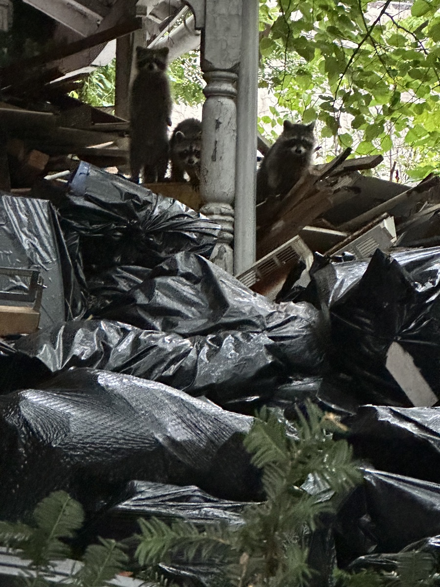 Photographic documentation of the work as submitted to the city's 311 record.