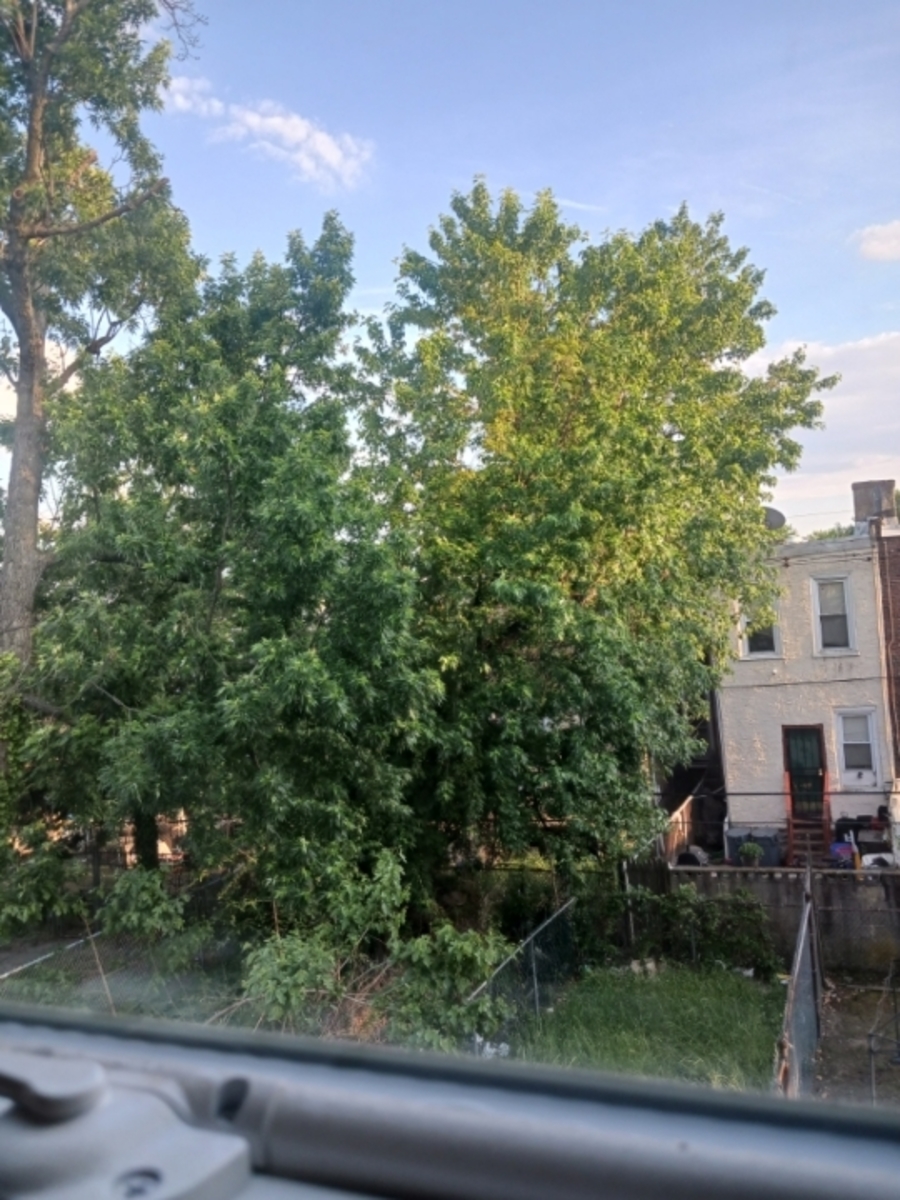 Photographic documentation of the work as submitted to the city's 311 record.