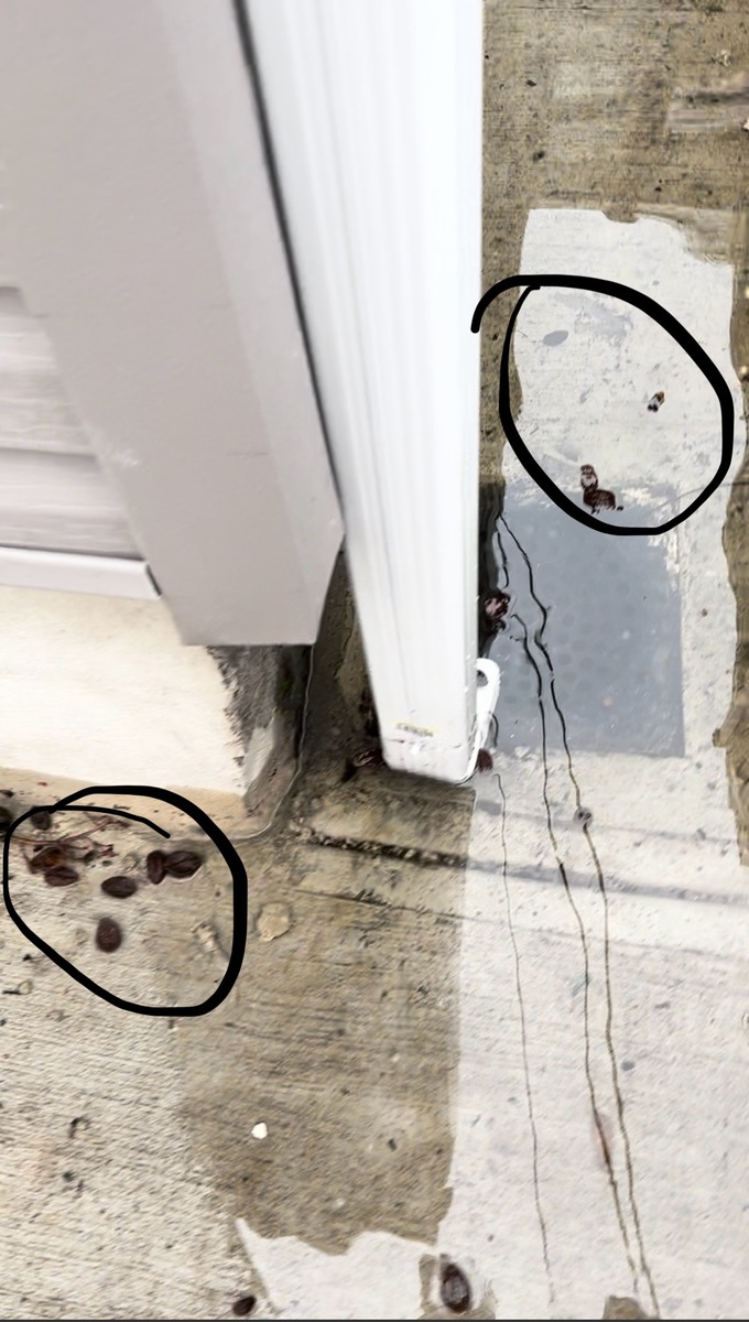 Photographic documentation of the work as submitted to the city's 311 record.