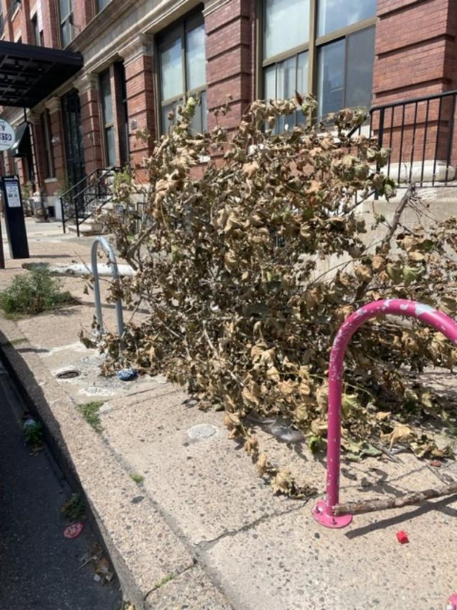Photographic documentation of the work as submitted to the city's 311 record.