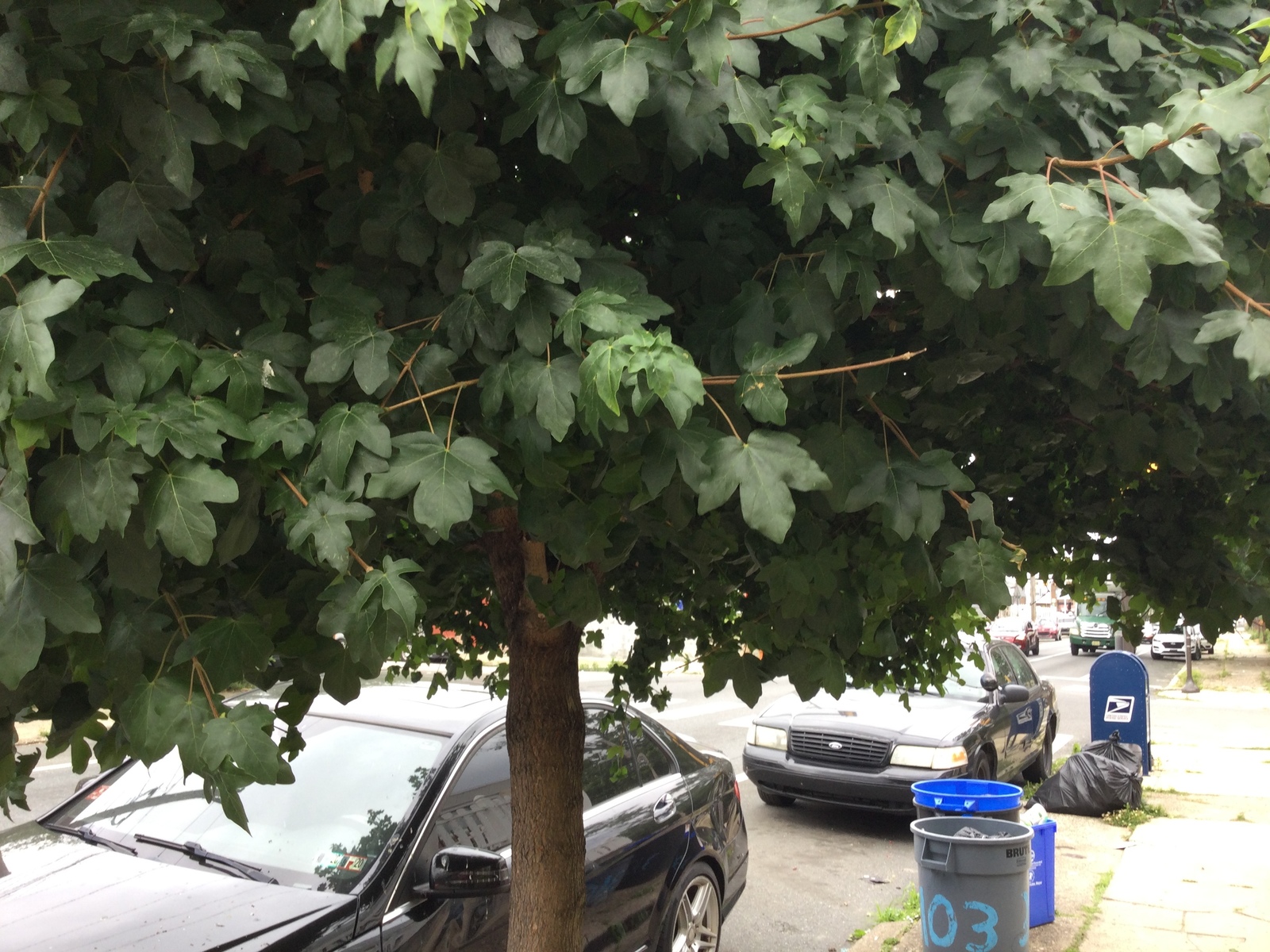 Photographic documentation of the work as submitted to the city's 311 record.