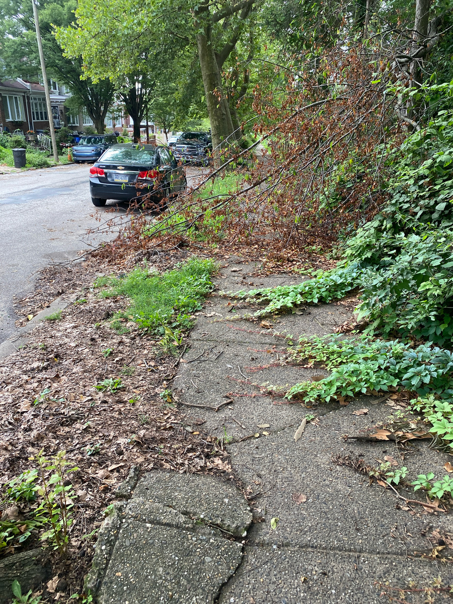 Photographic documentation of the work as submitted to the city's 311 record.