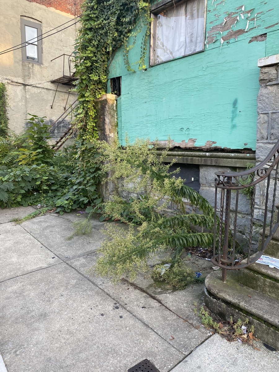 Photographic documentation of the work as submitted to the city's 311 record.
