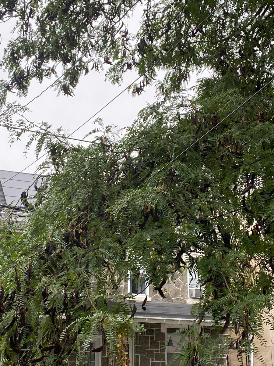 Photographic documentation of the work as submitted to the city's 311 record.