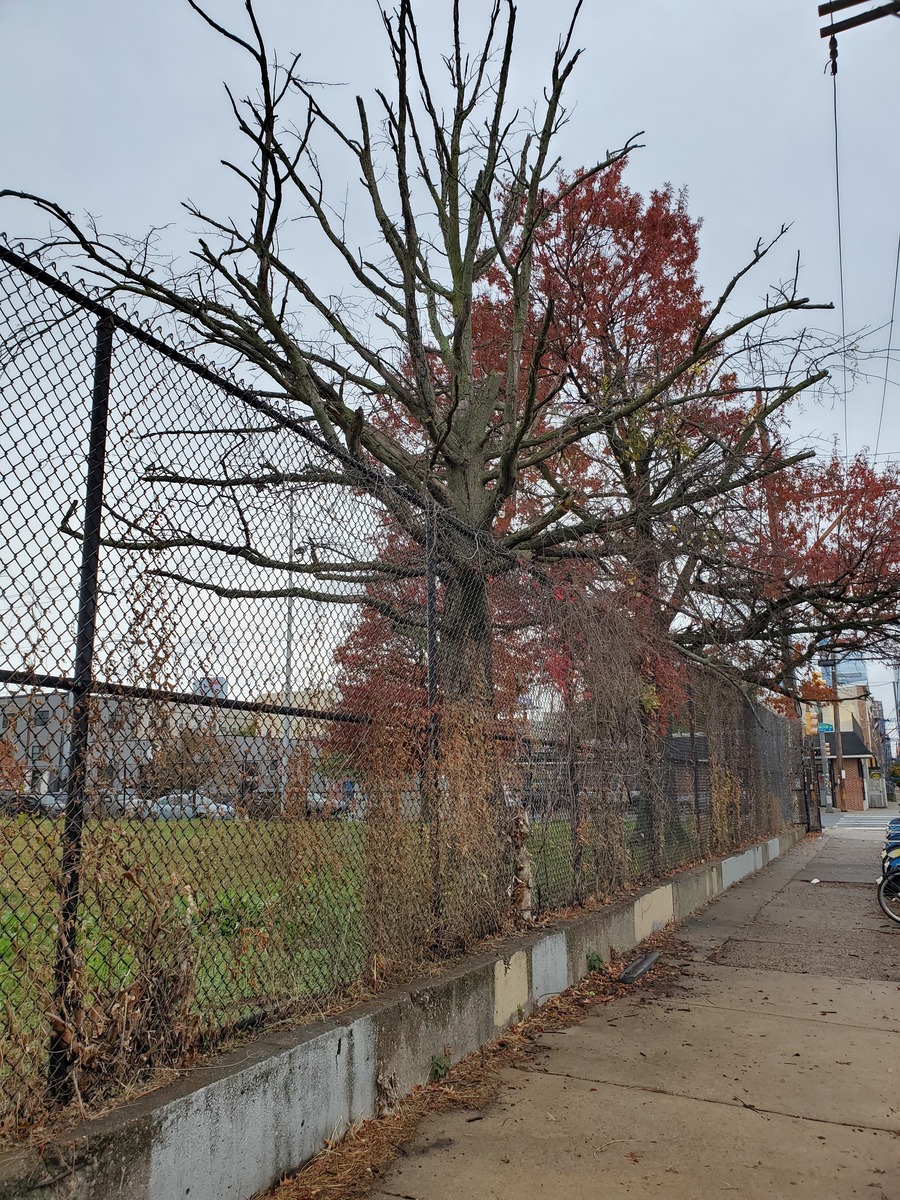 Photographic documentation of the work as submitted to the city's 311 record.