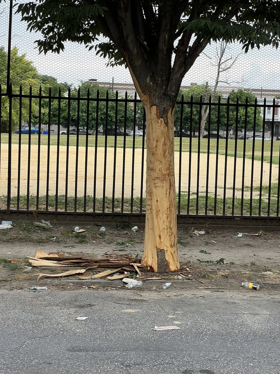 Photographic documentation of the work as submitted to the city's 311 record.
