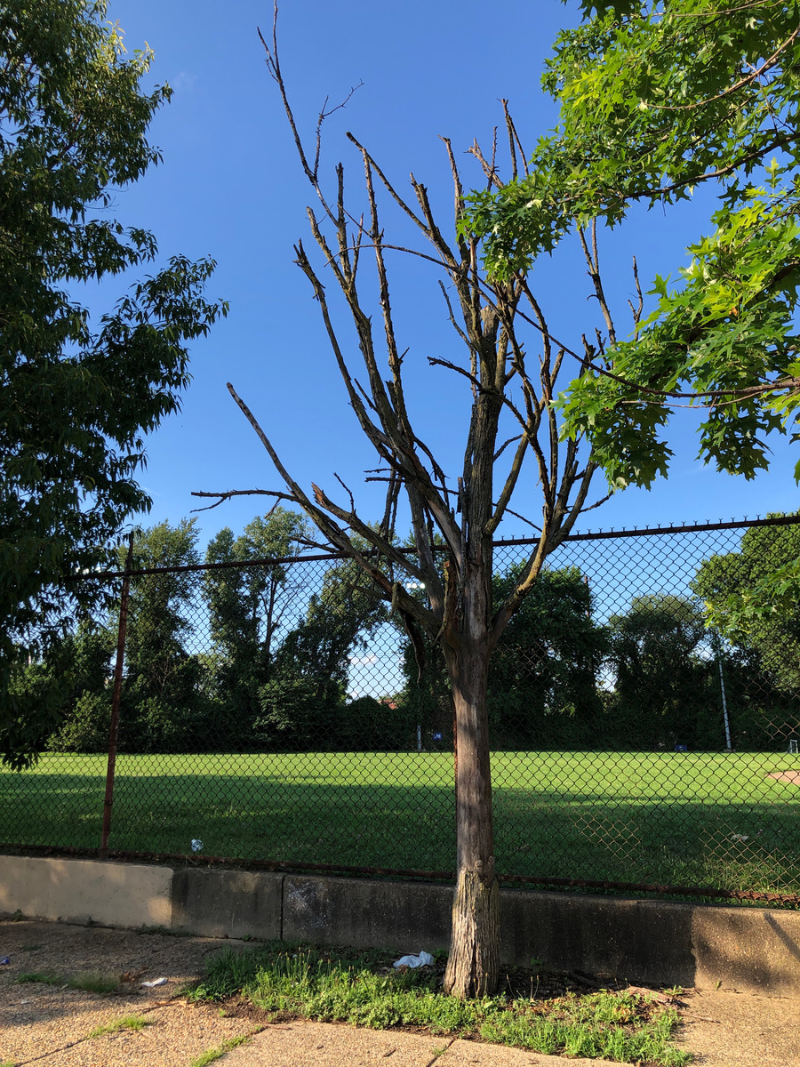 Photographic documentation of the work as submitted to the city's 311 record.