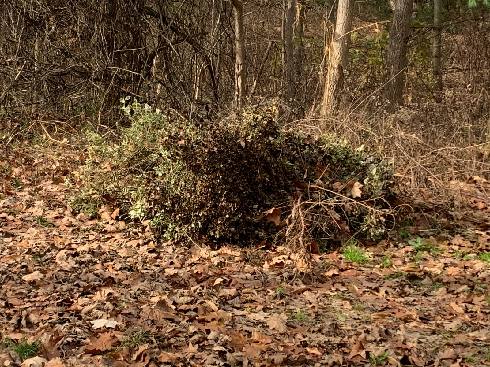 Photographic documentation of the work as submitted to the city's 311 record.