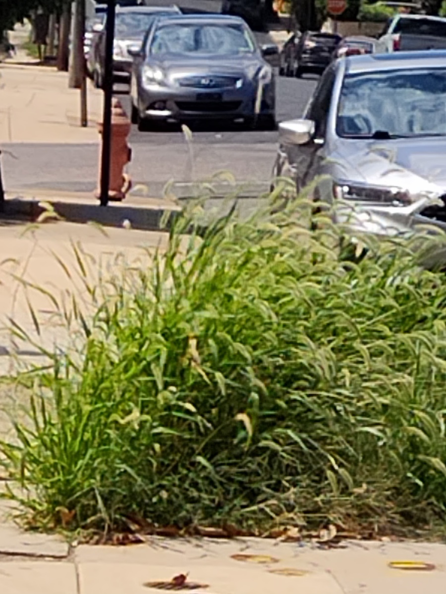 Photographic documentation of the work as submitted to the city's 311 record.