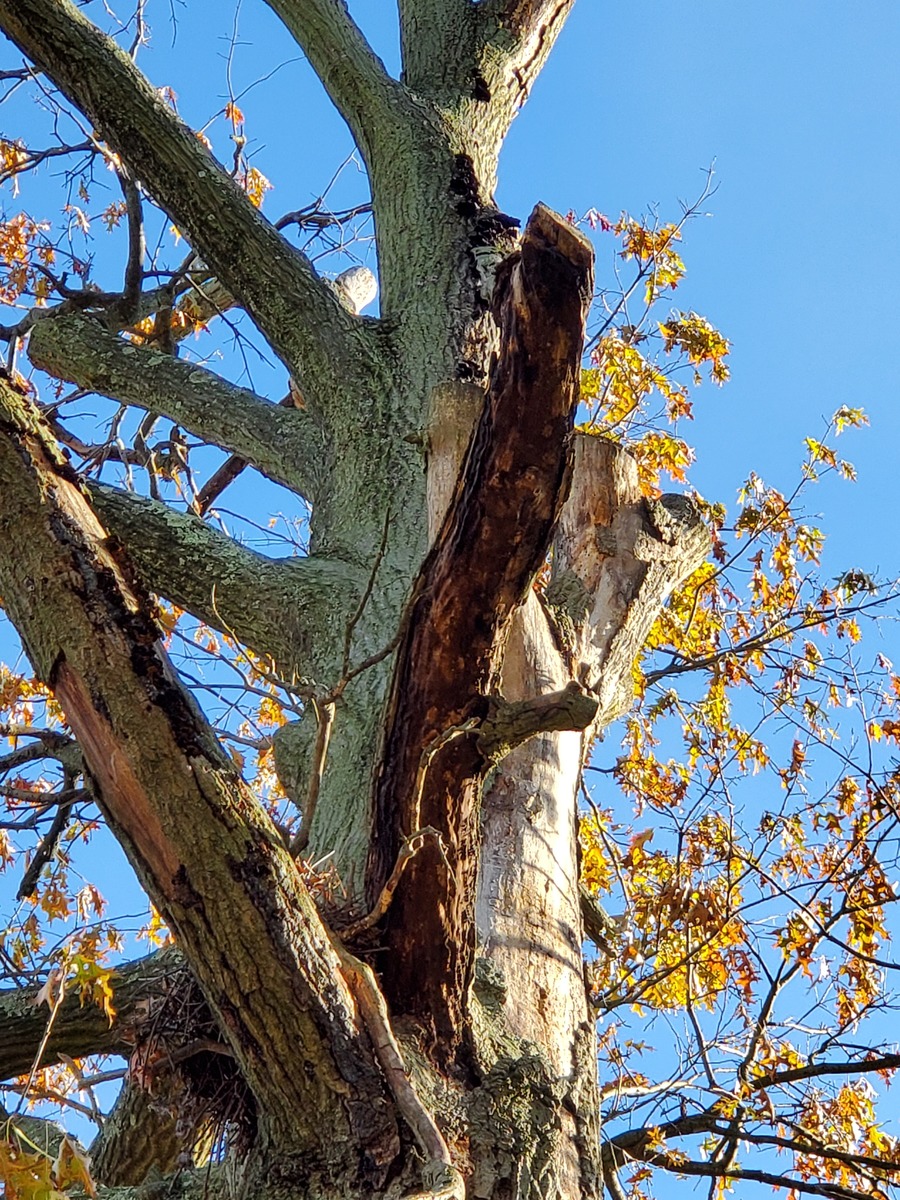 Photographic documentation of the work as submitted to the city's 311 record.