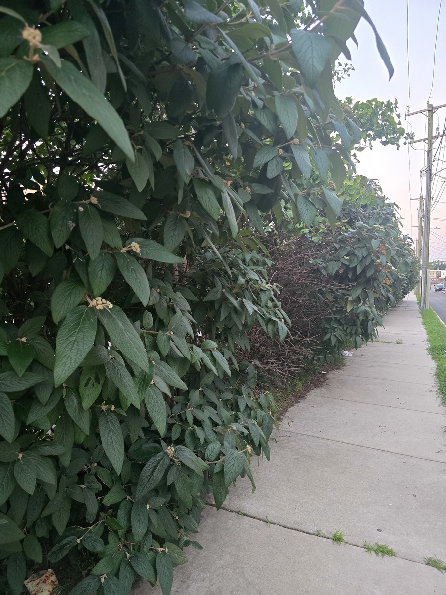 Photographic documentation of the work as submitted to the city's 311 record.