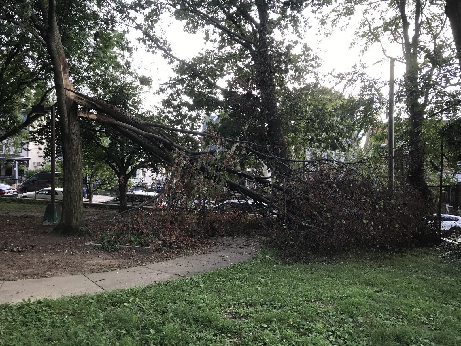 Photographic documentation of the work as submitted to the city's 311 record.