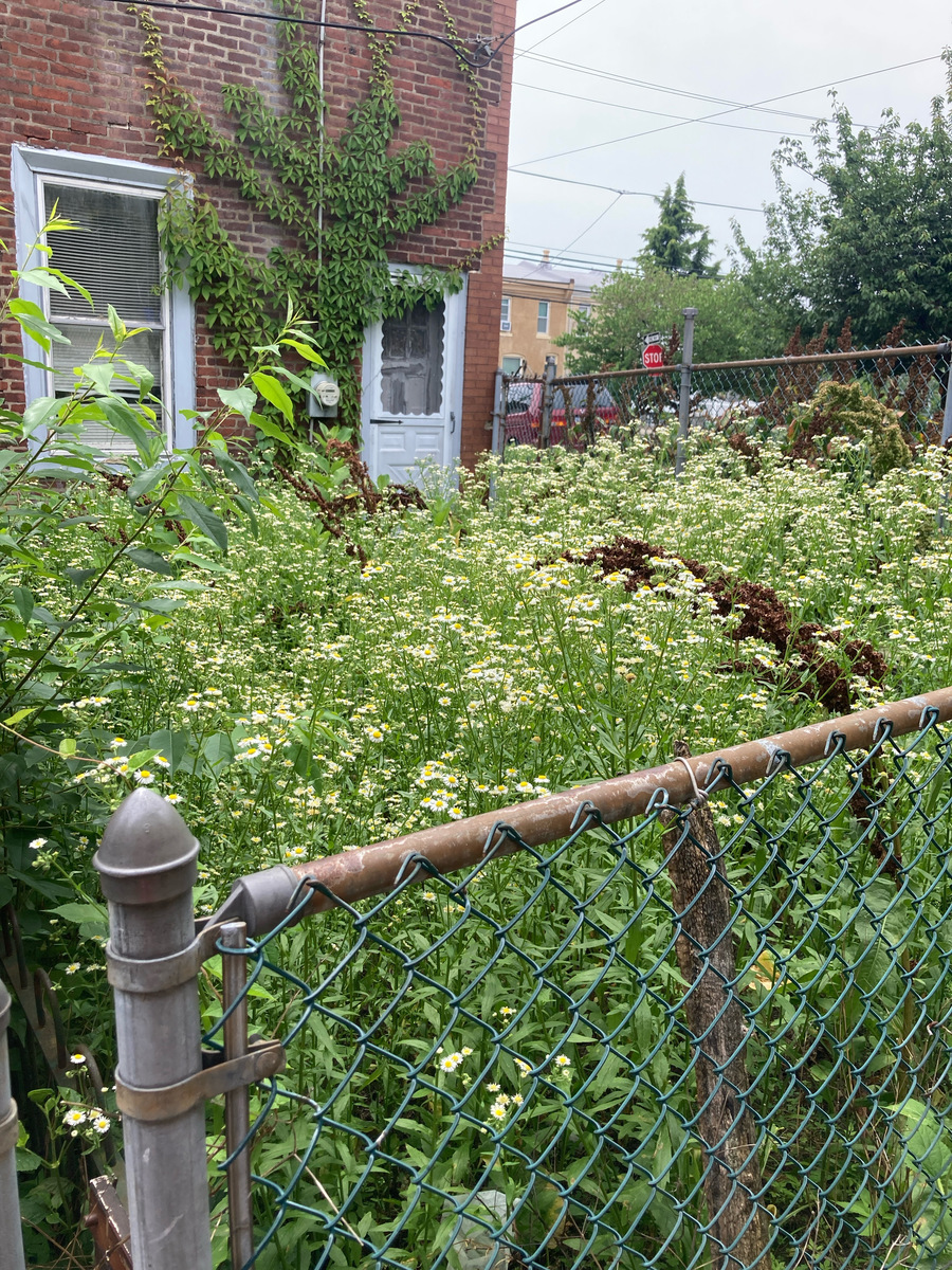 Photographic documentation of the work as submitted to the city's 311 record.