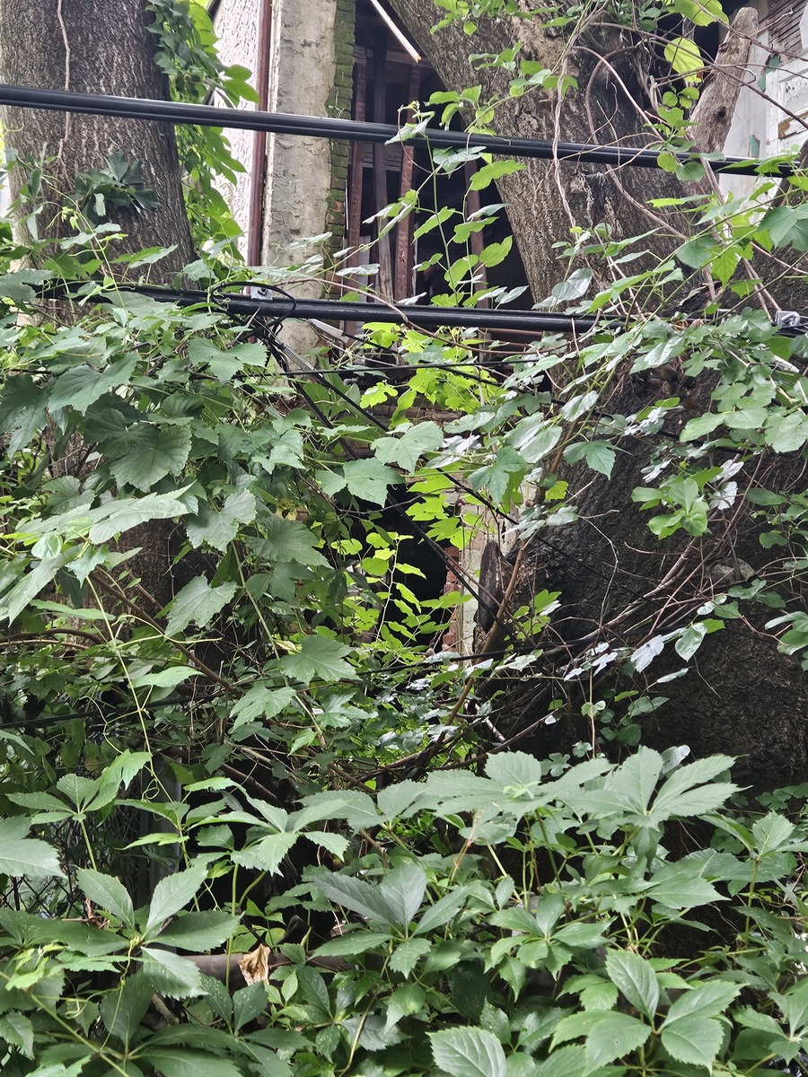 Photographic documentation of the work as submitted to the city's 311 record.