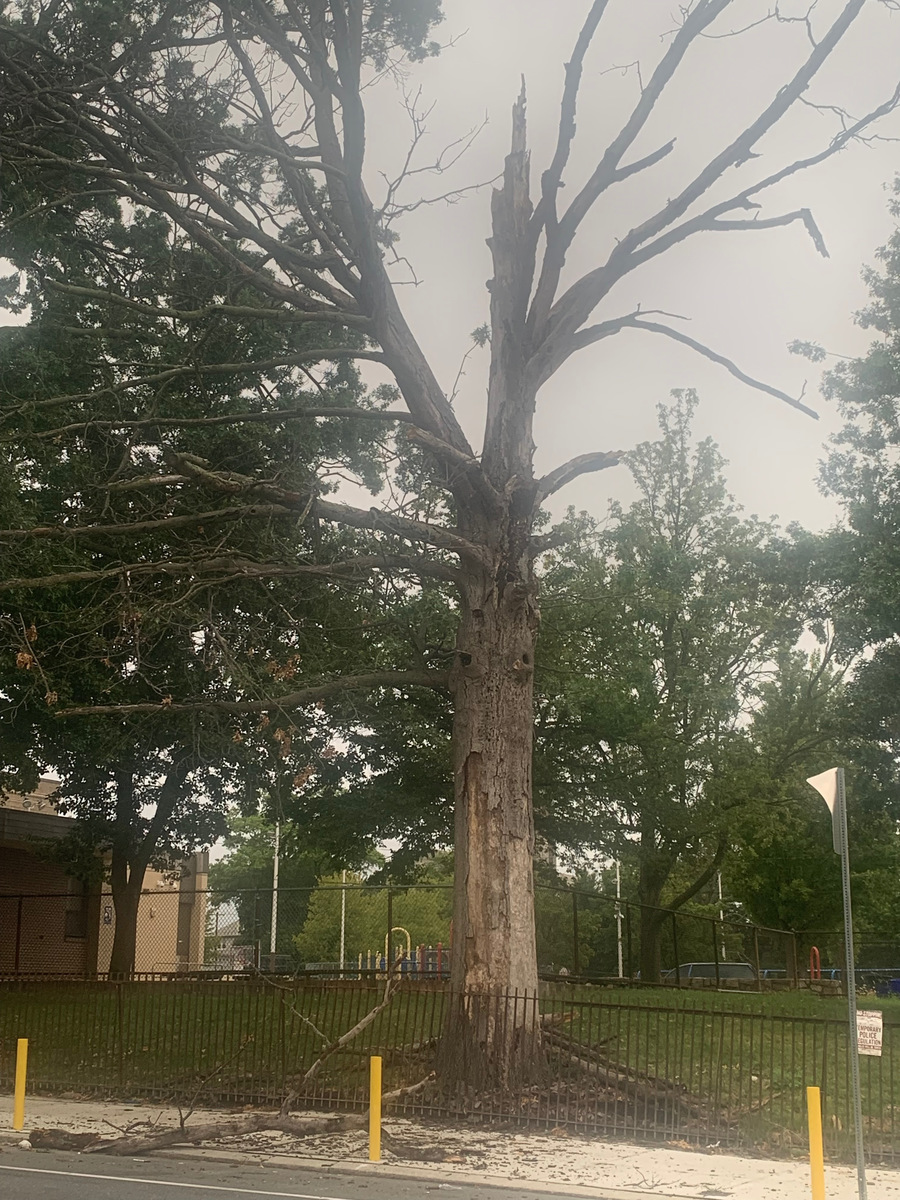 Photographic documentation of the work as submitted to the city's 311 record.