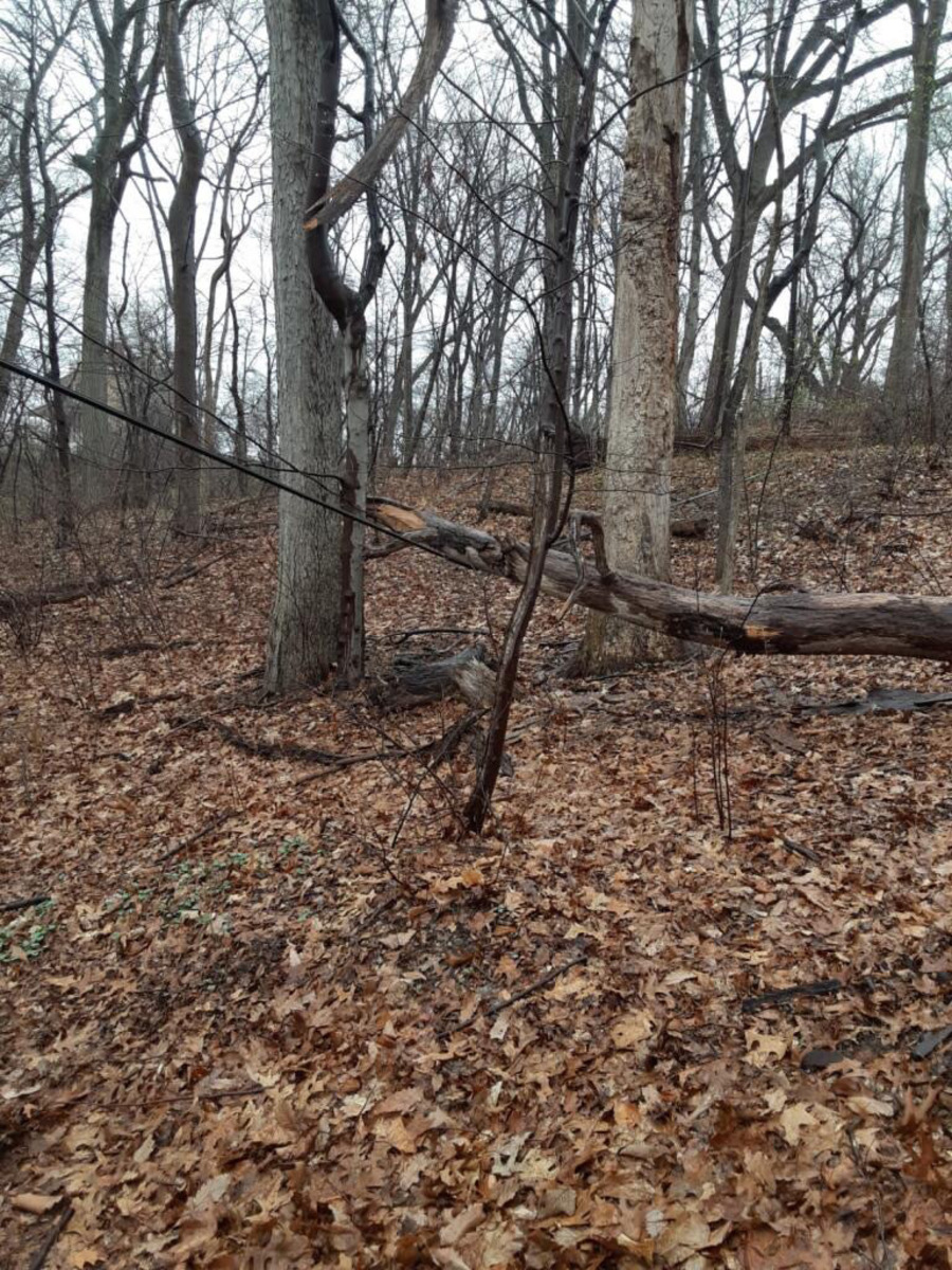 Photographic documentation of the work as submitted to the city's 311 record.