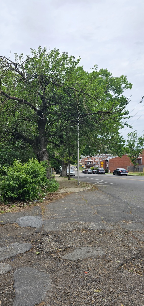 Photographic documentation of the work as submitted to the city's 311 record.