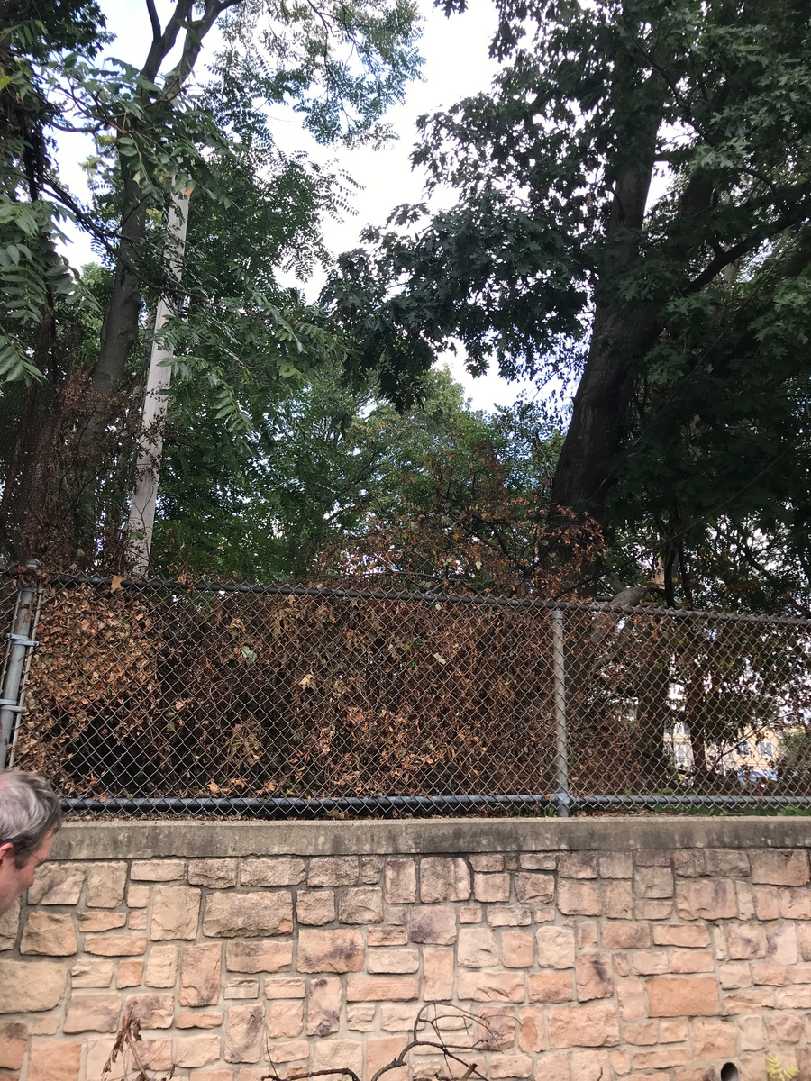 Photographic documentation of the work as submitted to the city's 311 record.