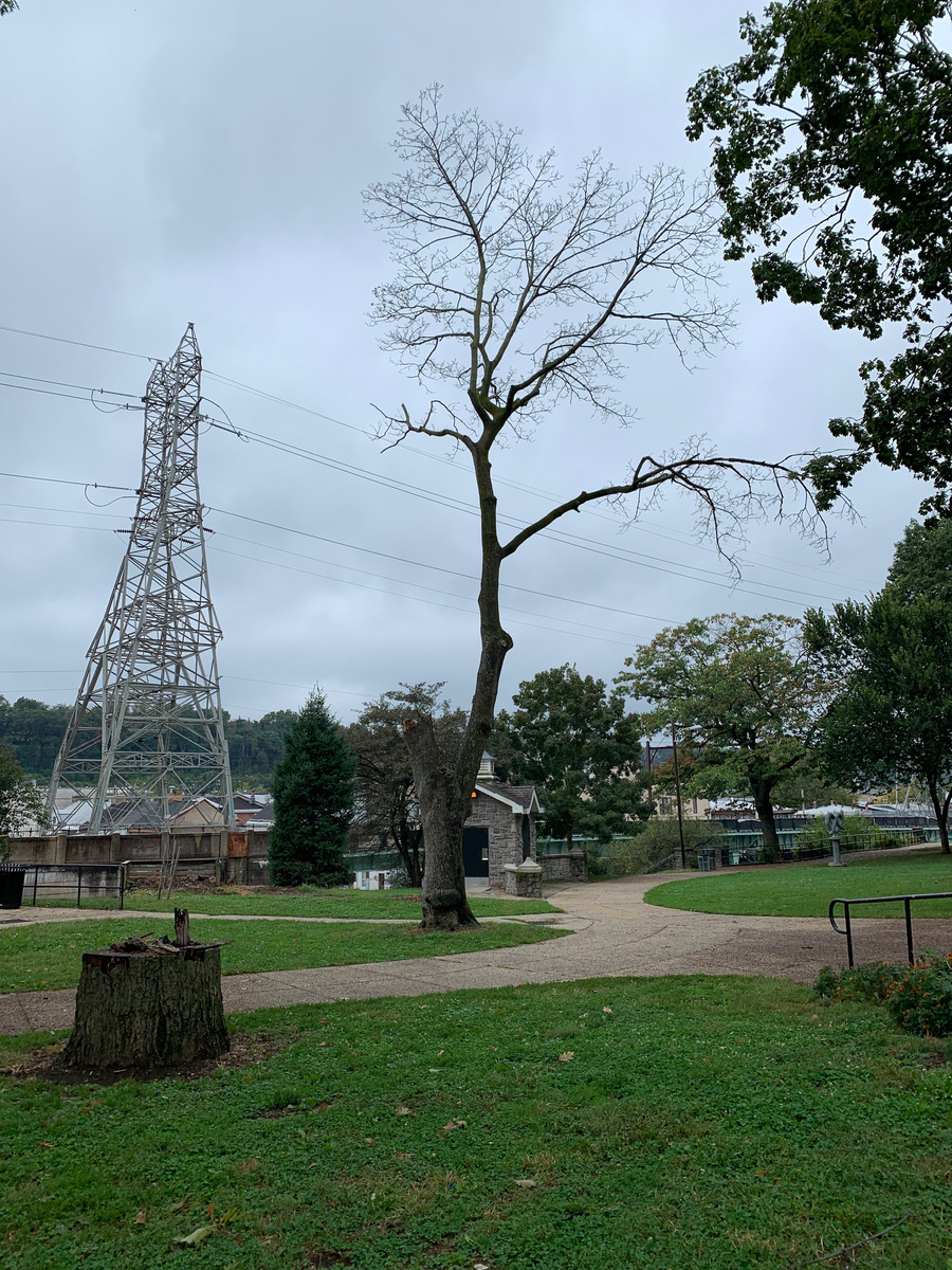 Photographic documentation of the work as submitted to the city's 311 record.