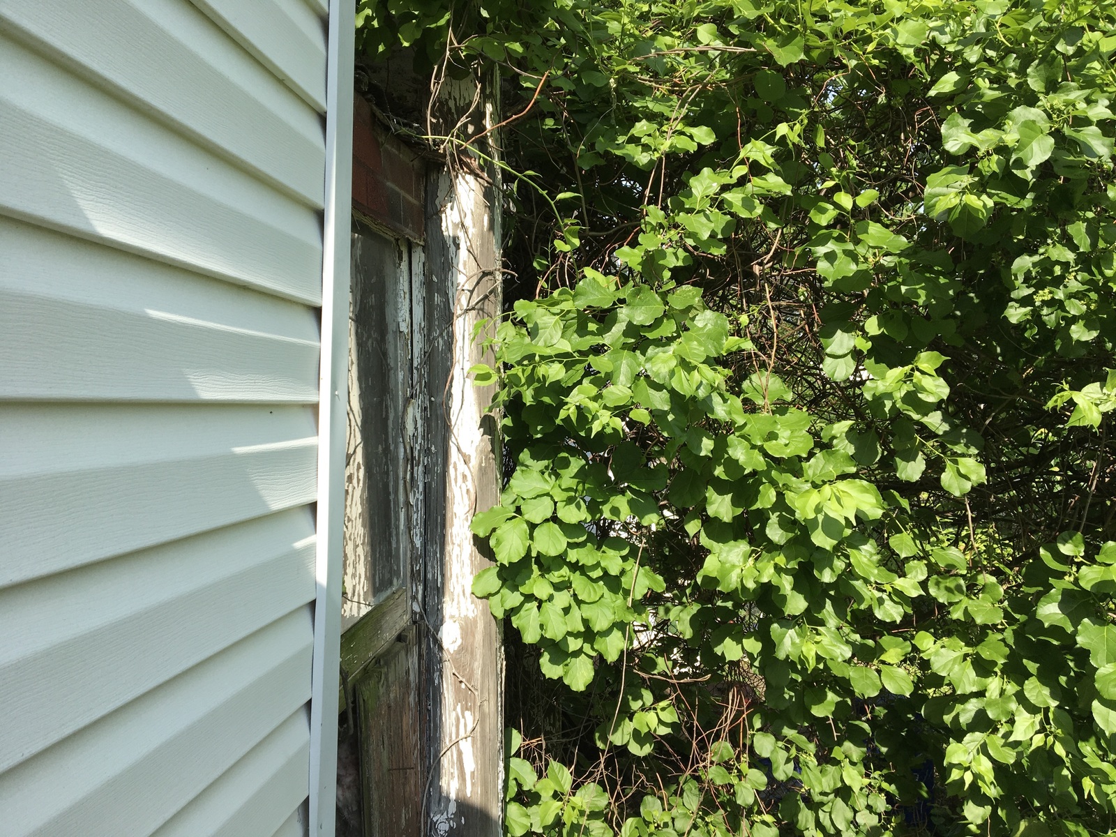 Photographic documentation of the work as submitted to the city's 311 record.