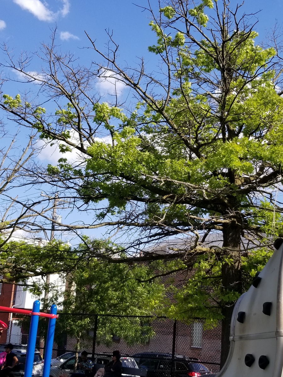Photographic documentation of the work as submitted to the city's 311 record.