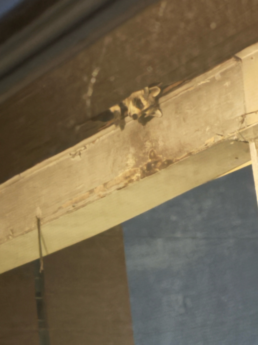 Photographic documentation of the work as submitted to the city's 311 record.